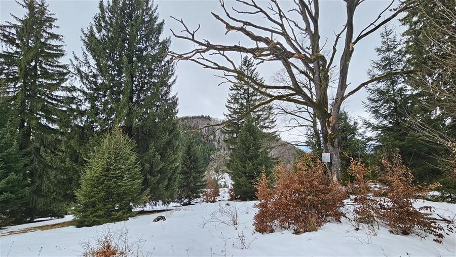 Teren extravilan de 4900 mp, în 13 Decembrie