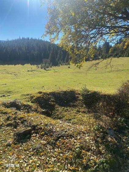 Teren extravilan la Poiana Horea - Belis - 16.000 mp - 3