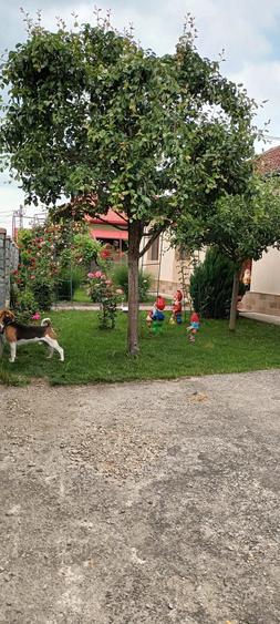 Casă cu Teren 700 Mp în Nord