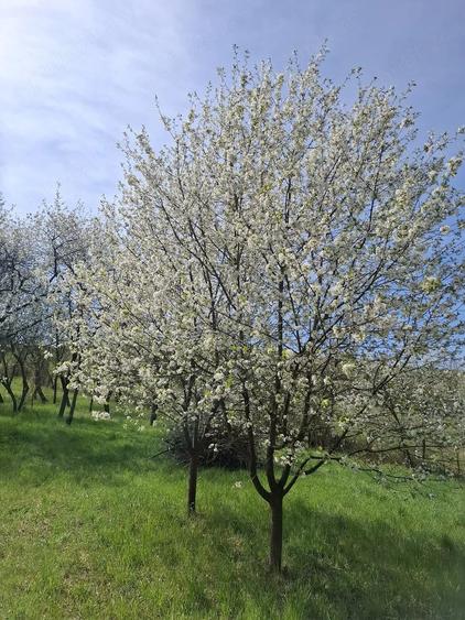 Casă cu Teren 1600 Mp în Dăbâca