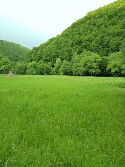 Teren-munte-rau-Bulzestii de Jos - 5