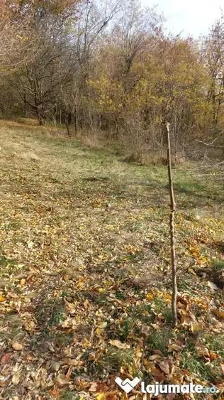 Teren de 1600 mp, în Podu Cheii