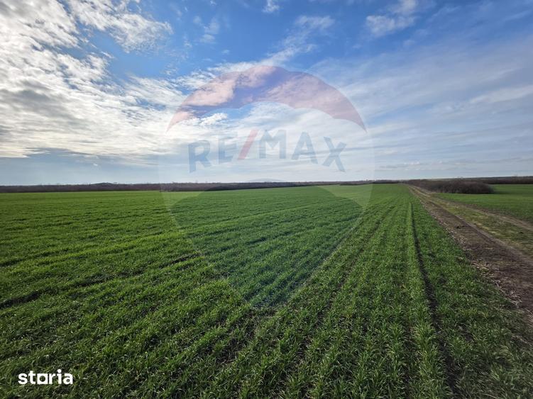 Vanzare teren agricol 12 ha, Giarmata - Jud. Timi? - 2