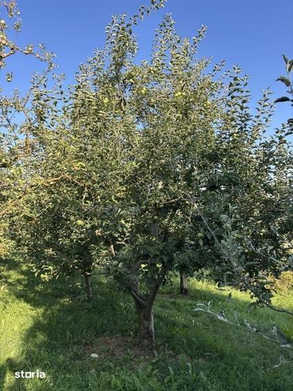 Teren de 5000 mp, în Boteni