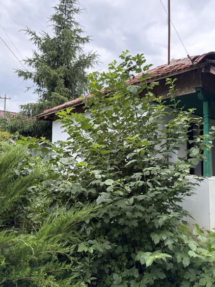 Casă individuală cu 3 camere cu Canalizare în Afumați
