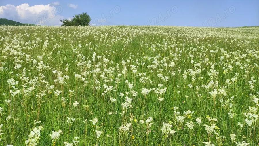 Teren de 4777 mp, în Posești