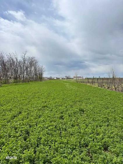 Teren de 6100 mp, în Corod