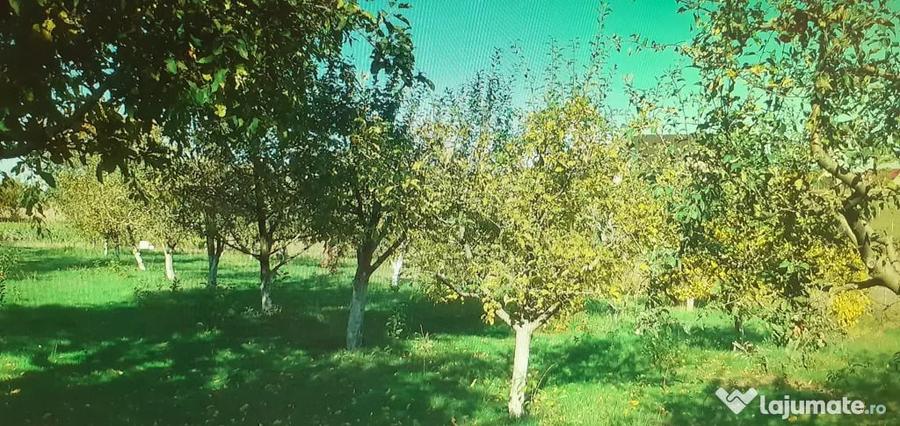 Casă cu 7 camere în Lisaura