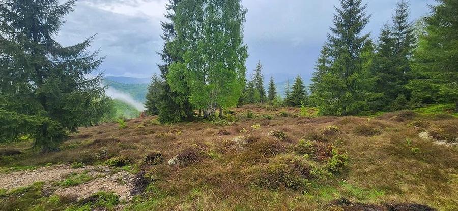 Teren de 3120 mp, în Albac
