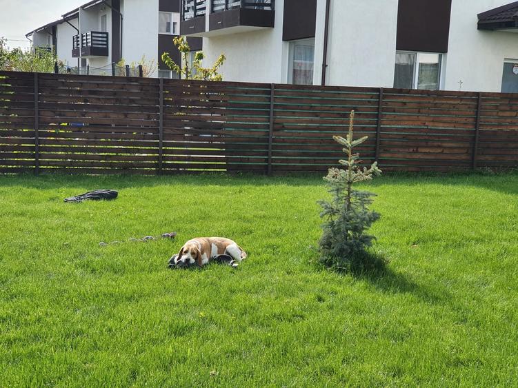 Casă cu 4 camere cu Teren 457 Mp în Măgurele