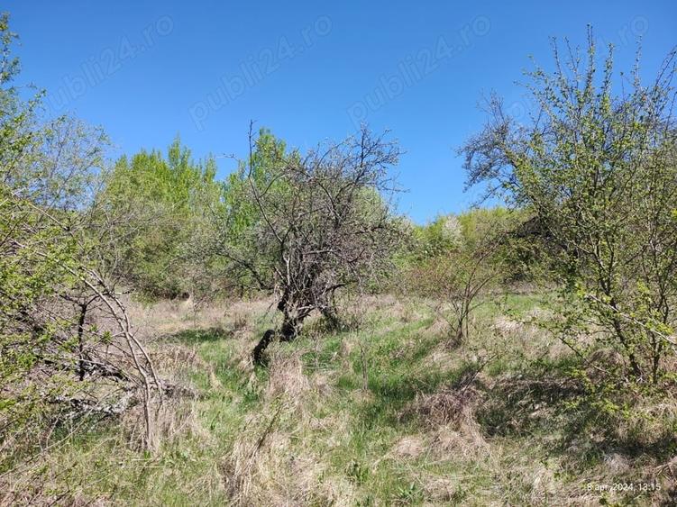 Teren de 3255 mp, în Viforâta