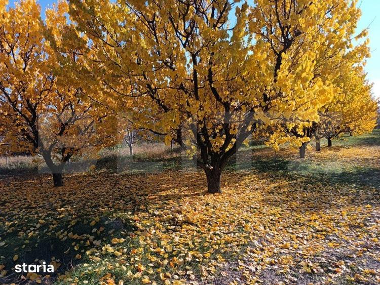 Teren de 6360 mp, în Măgurele