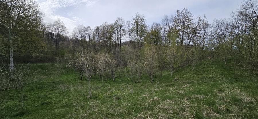 Teren de 3320 mp, în Provița de Sus