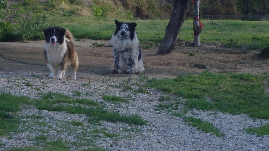 Casă cu 3 camere cu Teren 2287 Mp în Slobozia