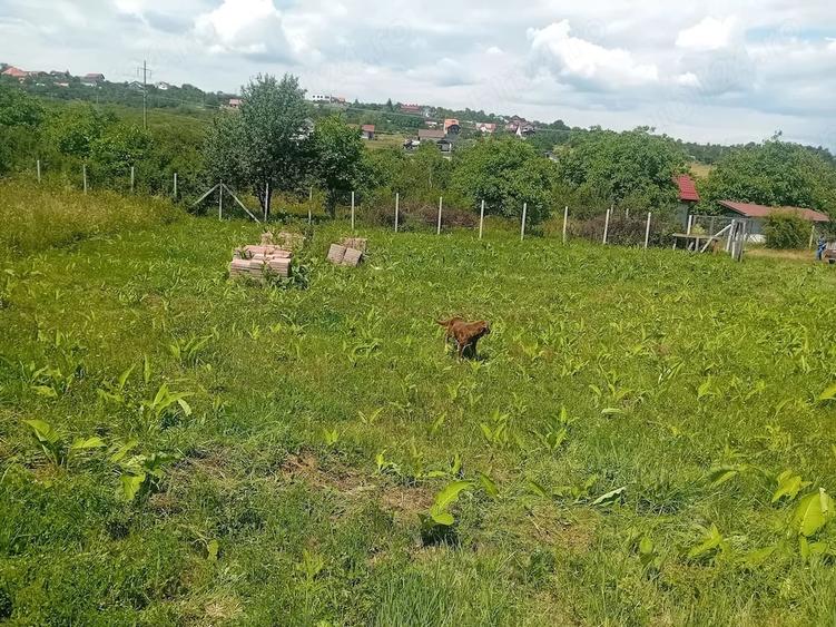 Teren de 500 mp, în Daia
