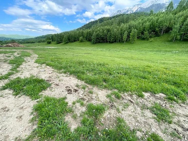 Teren de 12150 mp, în Plaiul Foii