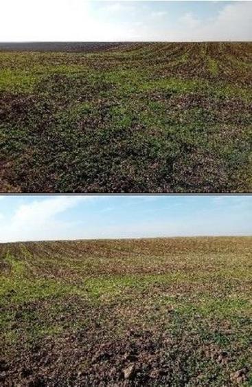Teren extravilan Barlogu; ID: R2825534 - 1
