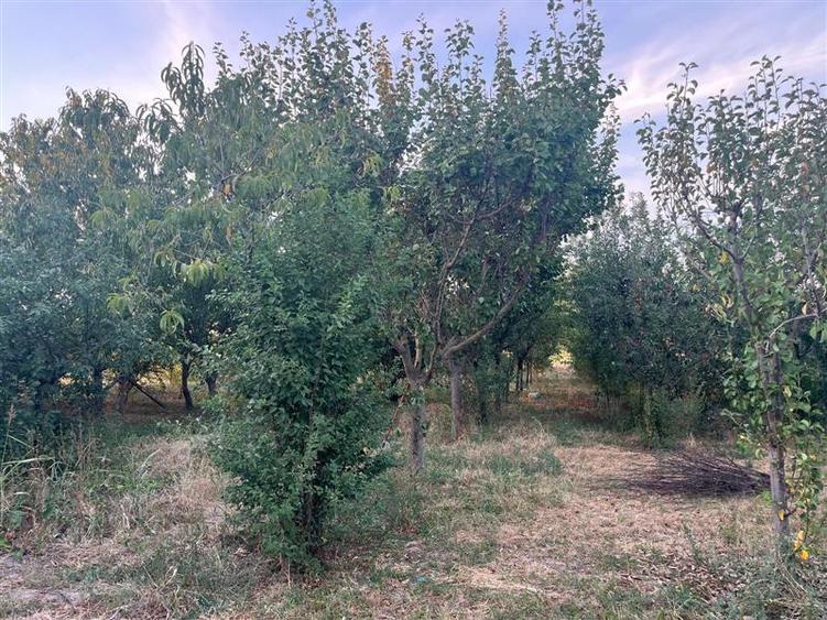 Casă individuală cu 6 camere cu Teren 2999 Mp în Ohaba-Forgaci