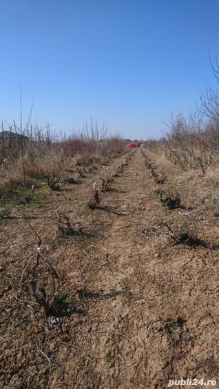 Teren de 400 mp, în Adunații-Copăceni