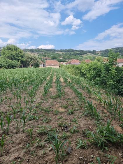 Casă cu 4 camere în Borzești