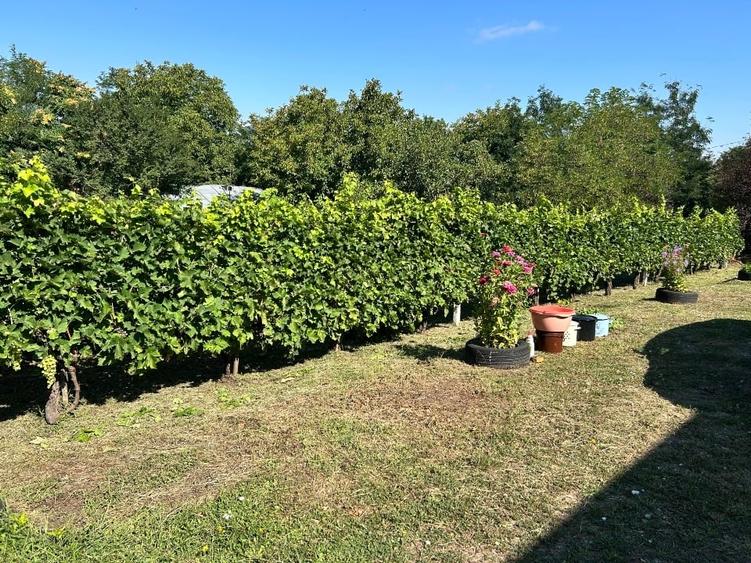 Casă individuală cu 4 camere cu Teren 2000 Mp în Negrea