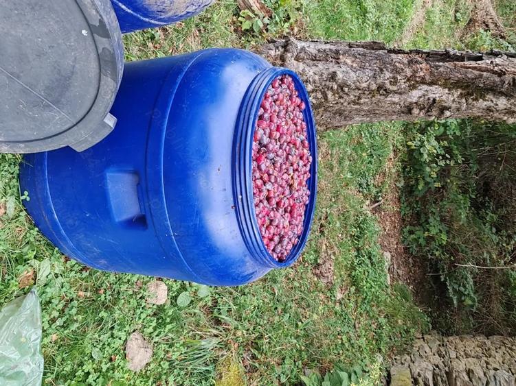 Teren de 30000 mp, în Cornereva
