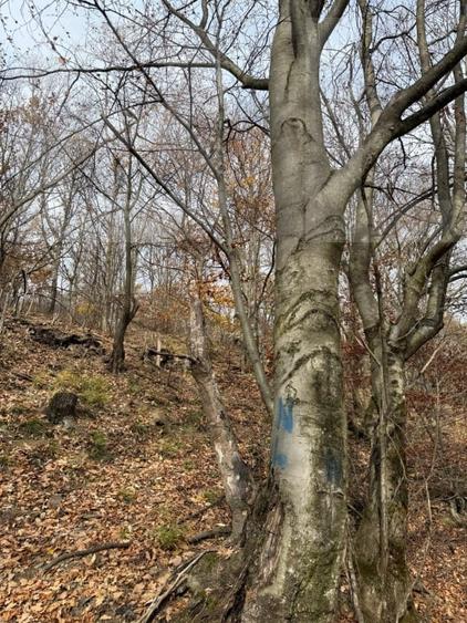 Teren extravilan de 8271 mp, în Cerbăl