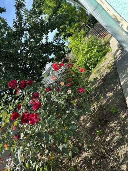 Casă cu 3 camere în Surdila-Greci