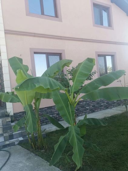 Casă cu 6 camere cu Teren 629 Mp în Central