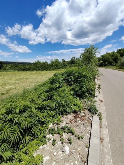 Teren de 5000 mp, în Bucov