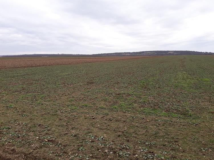 Teren intravilan de 29100 mp, în Sântandrei