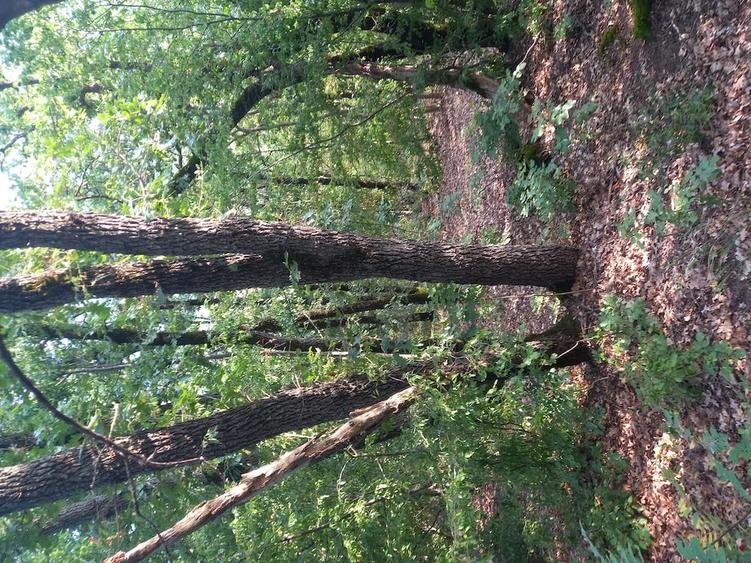 Teren de 27000 mp, în Mănăstirea