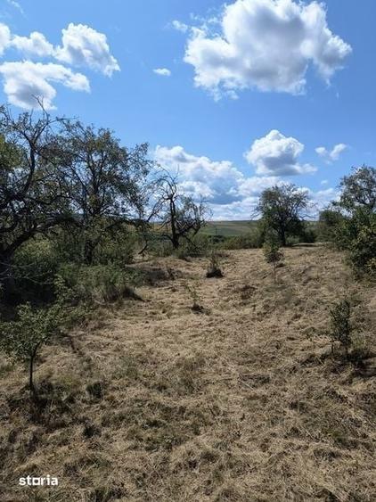 Teren de 8000 mp, în Baciu