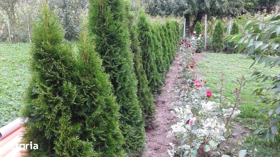 Casă cu 3 camere cu Teren 900 Mp în Bârsești
