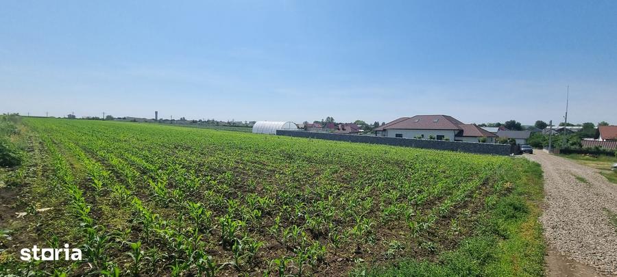 1 ha teren in Catamarasti Deal - 2