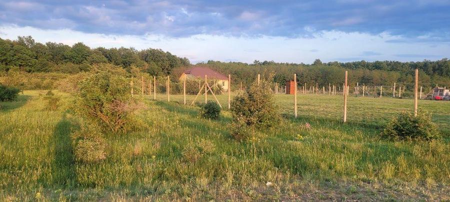 Teren intravilan in Gepiu - 2