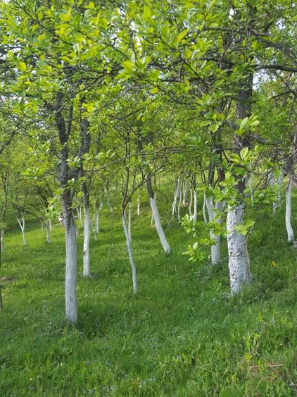 Teren de 9000 mp, în Pogara