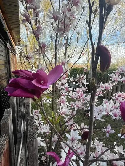Apartament cu 3 camere semidecomandat, mobilat în Tunari