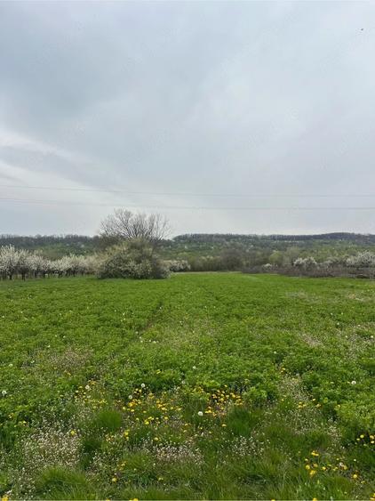 Teren de 1734 mp, în Turcinești
