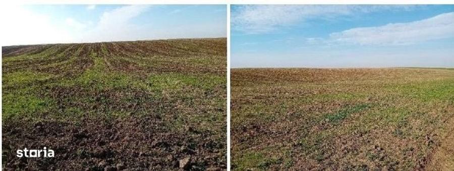 Teren de 6700 mp, în Negrași