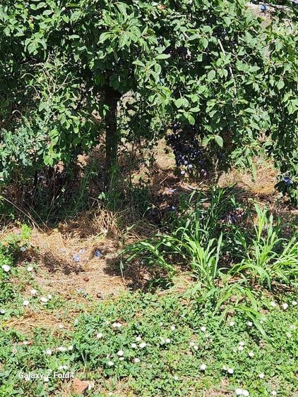 Casă cu Teren 2894 Mp în Segarcea-Vale