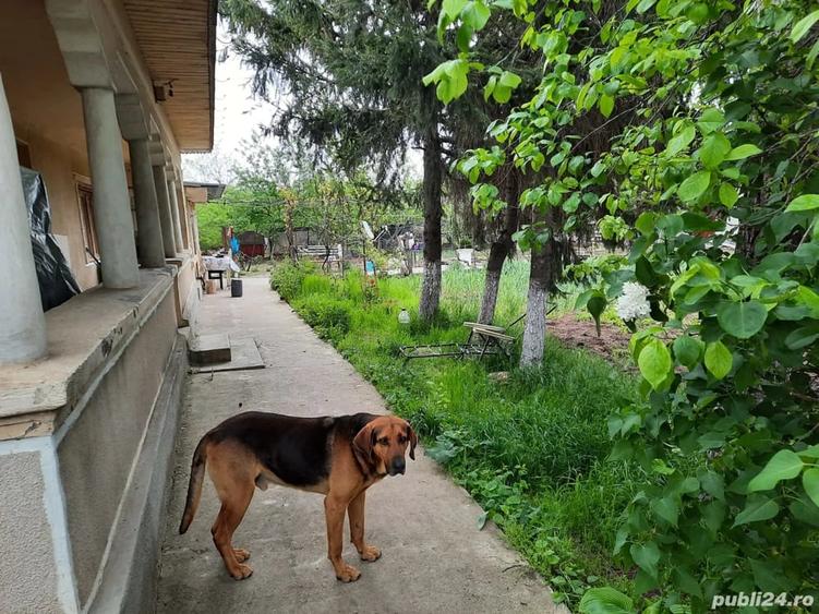 Casă cu 4 camere cu Teren 13000 Mp în Oncești