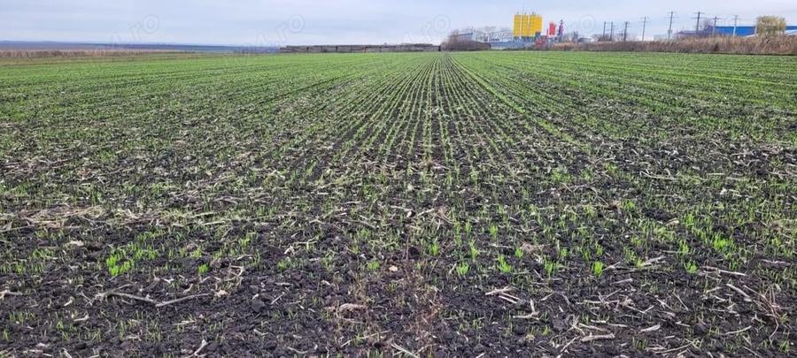 Teren de 5000 mp, în Cătămărești