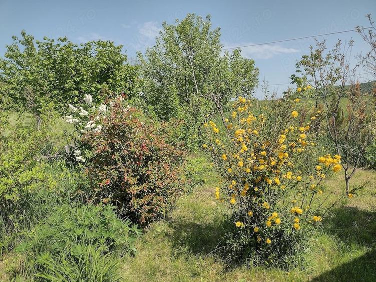 Teren de 4000 mp, în Pietroasa