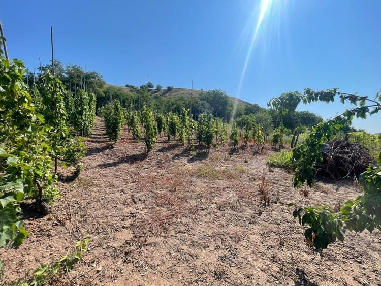 Casă individuală cu 4 camere cu Canalizare în Bucerdea Vinoasă