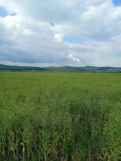 Teren de 2900 mp, în Central