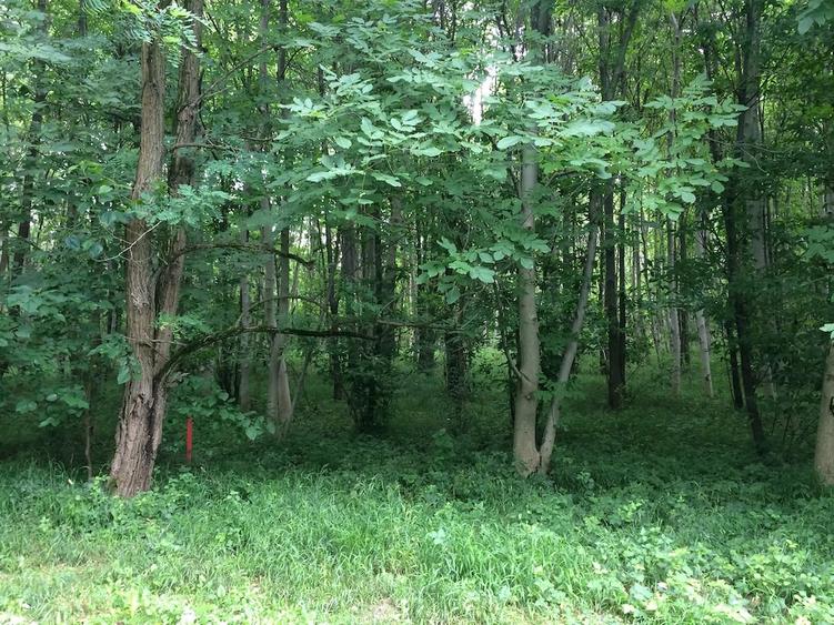 Teren Dem Radulescu, 1150 mp, la 7 min de centrul orasului Rm Valcea - 8