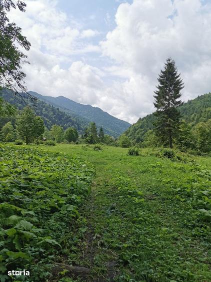 Teren de 5000 mp, în Tarcău
