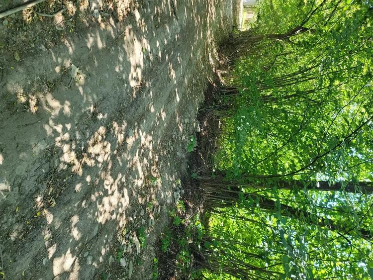 Teren în Stațiunea Climaterică Sâmbăta