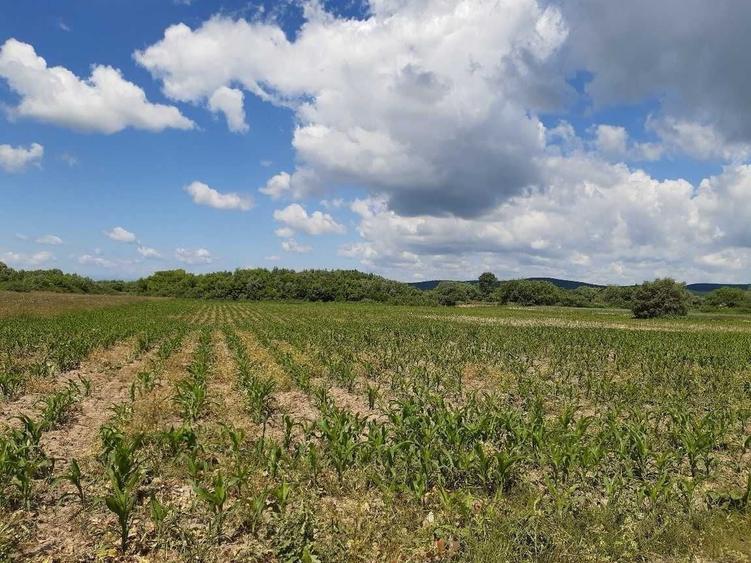 Teren agricol Podu Oltului la limita UAT Prejmer (Lunca Calnicului) si UAT Harman - 6